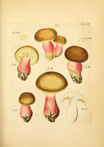 Reproducción/Reproduction 6257436938: Fungorum qui in Bavaria et Palatinatu circa Ratisbonam nascuntur icones, nativis coloribus expressae. v.1-2. Erlangae,Apud J.J. Palmium,1800