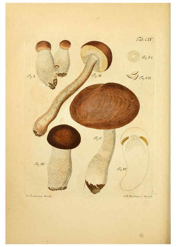 Reproducción/Reproduction 6256906935: Fungorum qui in Bavaria et Palatinatu circa Ratisbonam nascuntur icones, nativis coloribus expressae. v.1-2. Erlangae,Apud J.J. Palmium,1800