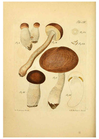 Reproducción/Reproduction 6256906935: Fungorum qui in Bavaria et Palatinatu circa Ratisbonam nascuntur icones, nativis coloribus expressae. v.1-2. Erlangae,Apud J.J. Palmium,1800