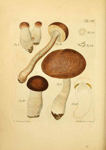 Reproducción/Reproduction 6256906935: Fungorum qui in Bavaria et Palatinatu circa Ratisbonam nascuntur icones, nativis coloribus expressae. v.1-2. Erlangae,Apud J.J. Palmium,1800