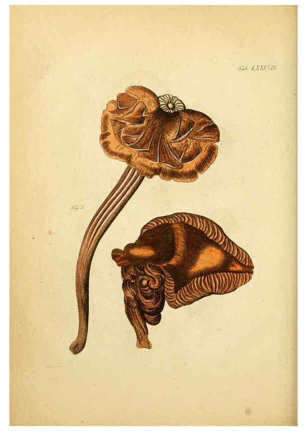 Reproducción/Reproduction 6257432918: Fungorum qui in Bavaria et Palatinatu circa Ratisbonam nascuntur icones, nativis coloribus expressae. v.1-2. Erlangae,Apud J.J. Palmium,1800