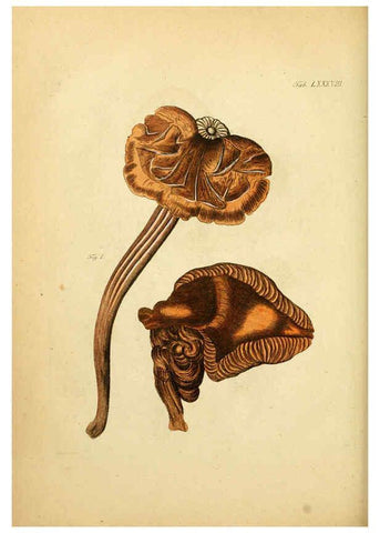 Reproducción/Reproduction 6257432918: Fungorum qui in Bavaria et Palatinatu circa Ratisbonam nascuntur icones, nativis coloribus expressae. v.1-2. Erlangae,Apud J.J. Palmium,1800