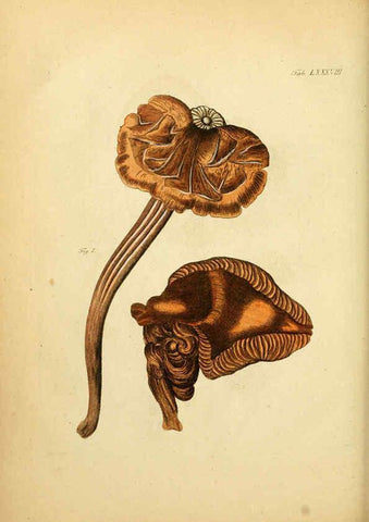 Reproducción/Reproduction 6257432918: Fungorum qui in Bavaria et Palatinatu circa Ratisbonam nascuntur icones, nativis coloribus expressae. v.1-2. Erlangae,Apud J.J. Palmium,1800