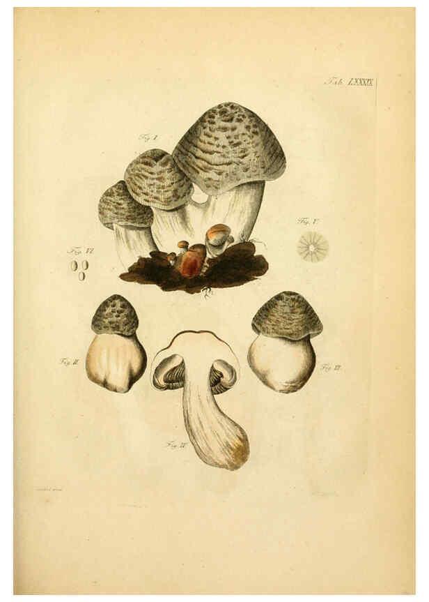 Reproducción/Reproduction 6257433150: Fungorum qui in Bavaria et Palatinatu circa Ratisbonam nascuntur icones, nativis coloribus expressae. v.1-2. Erlangae,Apud J.J. Palmium,1800
