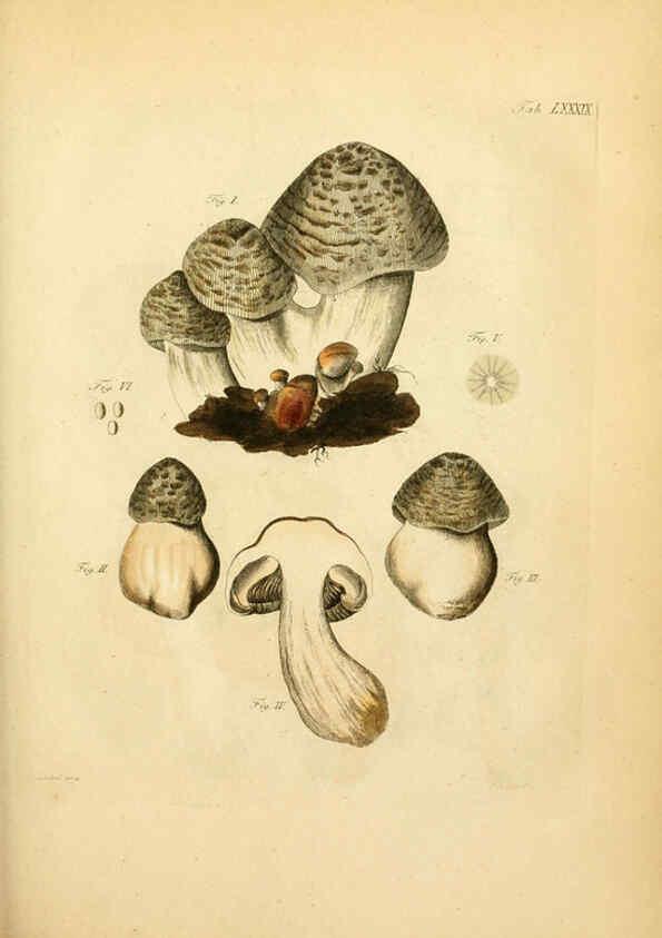 Reproducción/Reproduction 6257433150: Fungorum qui in Bavaria et Palatinatu circa Ratisbonam nascuntur icones, nativis coloribus expressae. v.1-2. Erlangae,Apud J.J. Palmium,1800