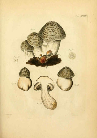 Reproducción/Reproduction 6257433150: Fungorum qui in Bavaria et Palatinatu circa Ratisbonam nascuntur icones, nativis coloribus expressae. v.1-2. Erlangae,Apud J.J. Palmium,1800
