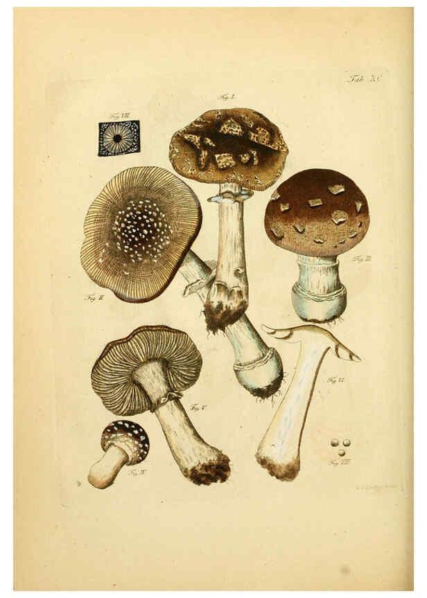 Reproducción/Reproduction 6256903621: Fungorum qui in Bavaria et Palatinatu circa Ratisbonam nascuntur icones, nativis coloribus expressae. v.1-2. Erlangae,Apud J.J. Palmium,1800