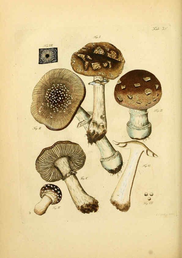 Reproducción/Reproduction 6256903621: Fungorum qui in Bavaria et Palatinatu circa Ratisbonam nascuntur icones, nativis coloribus expressae. v.1-2. Erlangae,Apud J.J. Palmium,1800