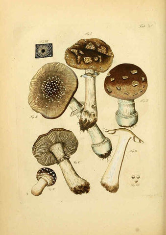 Reproducción/Reproduction 6256903621: Fungorum qui in Bavaria et Palatinatu circa Ratisbonam nascuntur icones, nativis coloribus expressae. v.1-2. Erlangae,Apud J.J. Palmium,1800