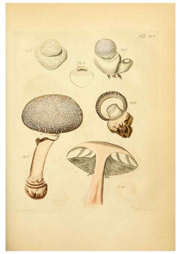 Reproducción/Reproduction 6257433586: Fungorum qui in Bavaria et Palatinatu circa Ratisbonam nascuntur icones, nativis coloribus expressae. v.1-2. Erlangae,Apud J.J. Palmium,1800