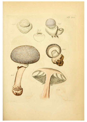 Reproducción/Reproduction 6257433586: Fungorum qui in Bavaria et Palatinatu circa Ratisbonam nascuntur icones, nativis coloribus expressae. v.1-2. Erlangae,Apud J.J. Palmium,1800
