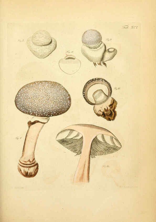 Reproducción/Reproduction 6257433586: Fungorum qui in Bavaria et Palatinatu circa Ratisbonam nascuntur icones, nativis coloribus expressae. v.1-2. Erlangae,Apud J.J. Palmium,1800
