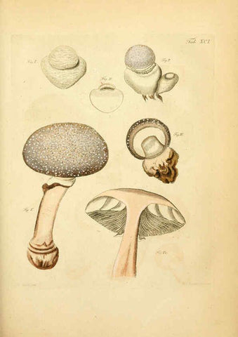 Reproducción/Reproduction 6257433586: Fungorum qui in Bavaria et Palatinatu circa Ratisbonam nascuntur icones, nativis coloribus expressae. v.1-2. Erlangae,Apud J.J. Palmium,1800