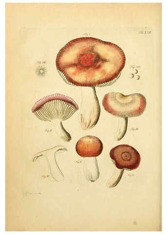 Reproducción/Reproduction 6257433846: Fungorum qui in Bavaria et Palatinatu circa Ratisbonam nascuntur icones, nativis coloribus expressae. v.1-2. Erlangae,Apud J.J. Palmium,1800