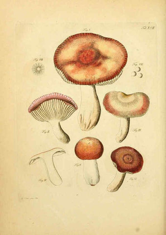 Reproducción/Reproduction 6257433846: Fungorum qui in Bavaria et Palatinatu circa Ratisbonam nascuntur icones, nativis coloribus expressae. v.1-2. Erlangae,Apud J.J. Palmium,1800