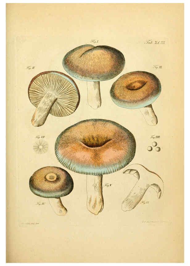 Reproducción/Reproduction 6256904251: Fungorum qui in Bavaria et Palatinatu circa Ratisbonam nascuntur icones, nativis coloribus expressae. v.1-2. Erlangae,Apud J.J. Palmium,1800
