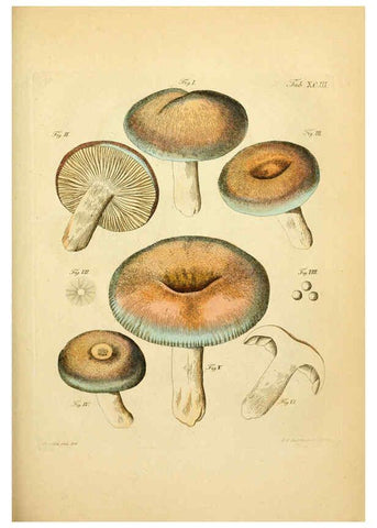 Reproducción/Reproduction 6256904251: Fungorum qui in Bavaria et Palatinatu circa Ratisbonam nascuntur icones, nativis coloribus expressae. v.1-2. Erlangae,Apud J.J. Palmium,1800