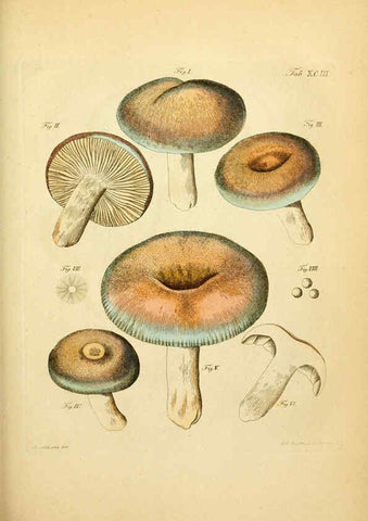 Reproducción/Reproduction 6256904251: Fungorum qui in Bavaria et Palatinatu circa Ratisbonam nascuntur icones, nativis coloribus expressae. v.1-2. Erlangae,Apud J.J. Palmium,1800