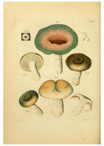 Reproducción/Reproduction 6256904479: Fungorum qui in Bavaria et Palatinatu circa Ratisbonam nascuntur icones, nativis coloribus expressae. v.1-2. Erlangae,Apud J.J. Palmium,1800
