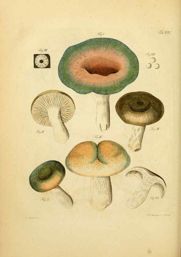 Reproducción/Reproduction 6256904479: Fungorum qui in Bavaria et Palatinatu circa Ratisbonam nascuntur icones, nativis coloribus expressae. v.1-2. Erlangae,Apud J.J. Palmium,1800