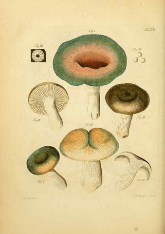 Reproducción/Reproduction 6256904479: Fungorum qui in Bavaria et Palatinatu circa Ratisbonam nascuntur icones, nativis coloribus expressae. v.1-2. Erlangae,Apud J.J. Palmium,1800
