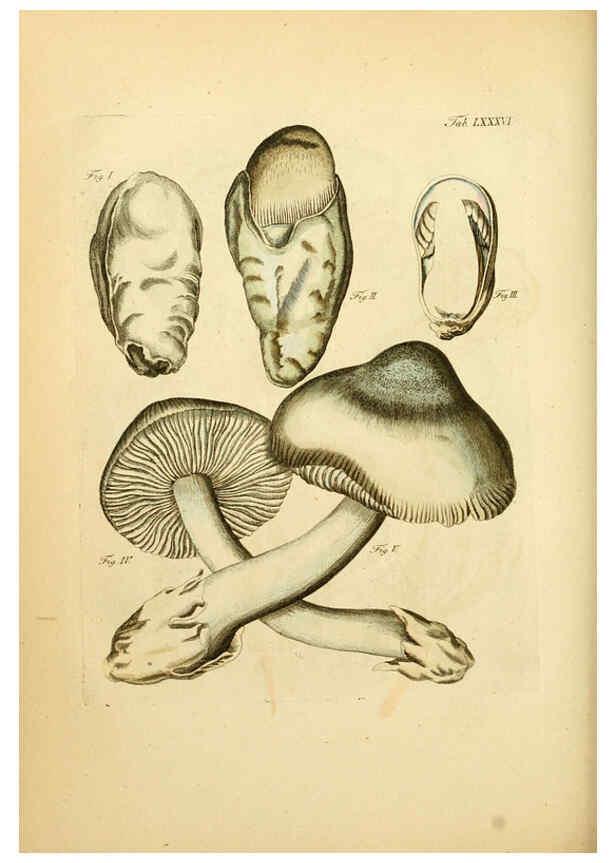 Reproducción/Reproduction 6257432466: Fungorum qui in Bavaria et Palatinatu circa Ratisbonam nascuntur icones, nativis coloribus expressae. v.1-2. Erlangae,Apud J.J. Palmium,1800