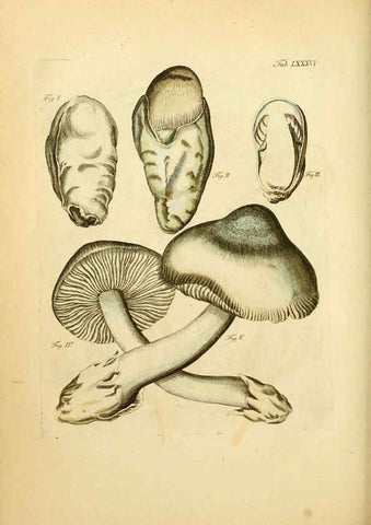 Reproducción/Reproduction 6257432466: Fungorum qui in Bavaria et Palatinatu circa Ratisbonam nascuntur icones, nativis coloribus expressae. v.1-2. Erlangae,Apud J.J. Palmium,1800