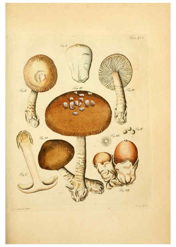 Reproducción/Reproduction 6257434548: Fungorum qui in Bavaria et Palatinatu circa Ratisbonam nascuntur icones, nativis coloribus expressae. v.1-2. Erlangae,Apud J.J. Palmium,1800