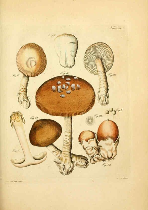 Reproducción/Reproduction 6257434548: Fungorum qui in Bavaria et Palatinatu circa Ratisbonam nascuntur icones, nativis coloribus expressae. v.1-2. Erlangae,Apud J.J. Palmium,1800