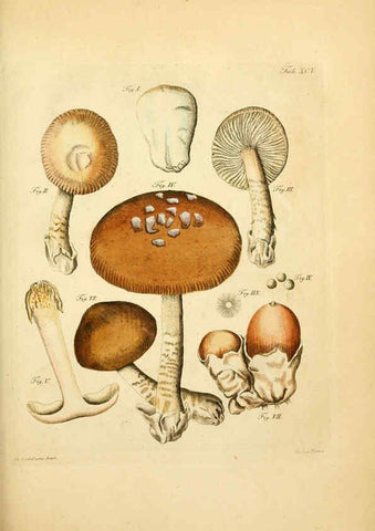 Reproducción/Reproduction 6257434548: Fungorum qui in Bavaria et Palatinatu circa Ratisbonam nascuntur icones, nativis coloribus expressae. v.1-2. Erlangae,Apud J.J. Palmium,1800