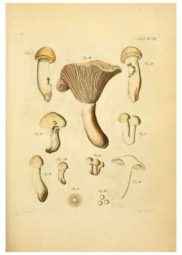 Reproducción/Reproduction 6257434916: Fungorum qui in Bavaria et Palatinatu circa Ratisbonam nascuntur icones, nativis coloribus expressae. v.1-2. Erlangae,Apud J.J. Palmium,1800