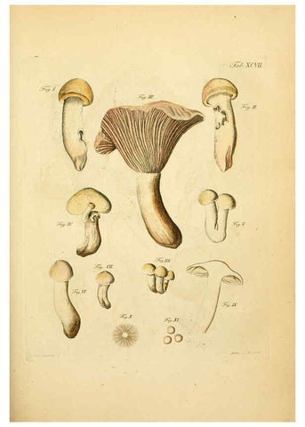 Reproducción/Reproduction 6257434916: Fungorum qui in Bavaria et Palatinatu circa Ratisbonam nascuntur icones, nativis coloribus expressae. v.1-2. Erlangae,Apud J.J. Palmium,1800