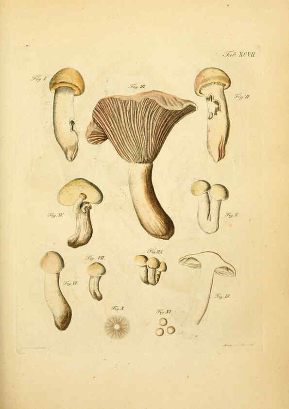 Reproducción/Reproduction 6257434916: Fungorum qui in Bavaria et Palatinatu circa Ratisbonam nascuntur icones, nativis coloribus expressae. v.1-2. Erlangae,Apud J.J. Palmium,1800