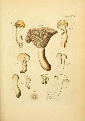 Reproducción/Reproduction 6257434916: Fungorum qui in Bavaria et Palatinatu circa Ratisbonam nascuntur icones, nativis coloribus expressae. v.1-2. Erlangae,Apud J.J. Palmium,1800