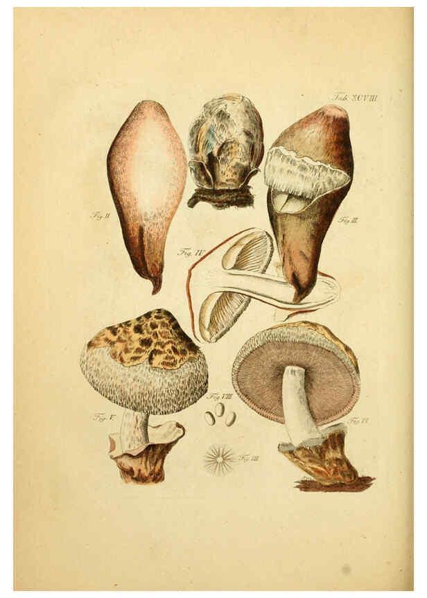 Reproducción/Reproduction 6256905465: Fungorum qui in Bavaria et Palatinatu circa Ratisbonam nascuntur icones, nativis coloribus expressae. v.1-2. Erlangae,Apud J.J. Palmium,1800