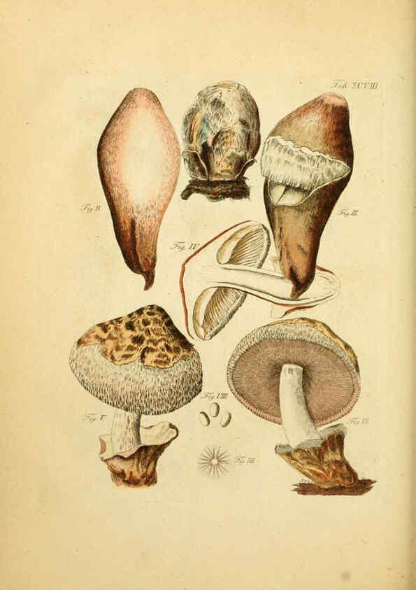 Reproducción/Reproduction 6256905465: Fungorum qui in Bavaria et Palatinatu circa Ratisbonam nascuntur icones, nativis coloribus expressae. v.1-2. Erlangae,Apud J.J. Palmium,1800