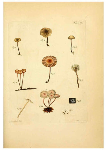 Reproducción/Reproduction 6257435430: Fungorum qui in Bavaria et Palatinatu circa Ratisbonam nascuntur icones, nativis coloribus expressae. v.1-2. Erlangae,Apud J.J. Palmium,1800