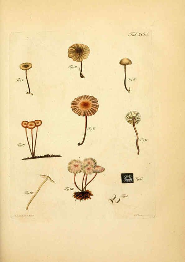 Reproducción/Reproduction 6257435430: Fungorum qui in Bavaria et Palatinatu circa Ratisbonam nascuntur icones, nativis coloribus expressae. v.1-2. Erlangae,Apud J.J. Palmium,1800
