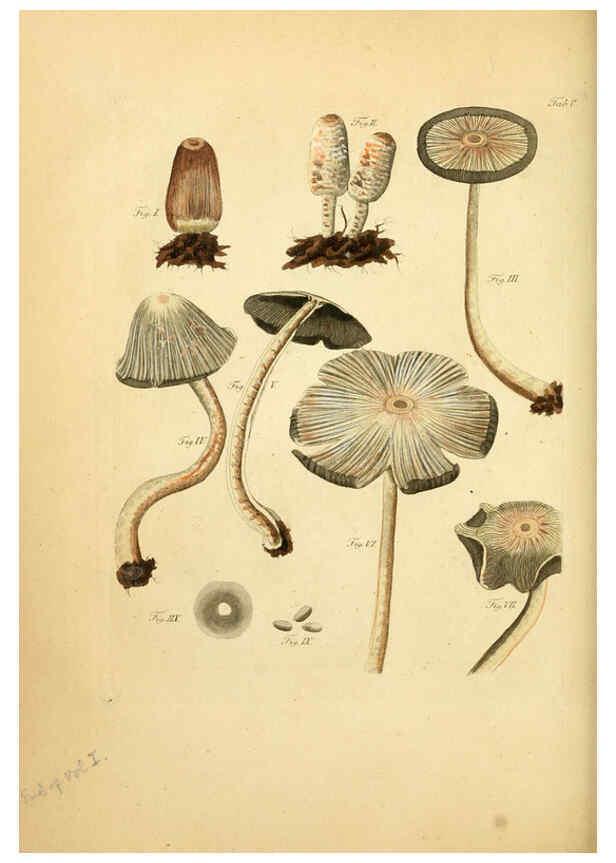 Reproducción/Reproduction 6256905831: Fungorum qui in Bavaria et Palatinatu circa Ratisbonam nascuntur icones, nativis coloribus expressae. v.1-2. Erlangae,Apud J.J. Palmium,1800