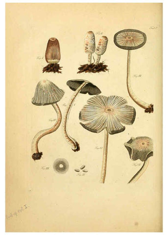 Reproducción/Reproduction 6256905831: Fungorum qui in Bavaria et Palatinatu circa Ratisbonam nascuntur icones, nativis coloribus expressae. v.1-2. Erlangae,Apud J.J. Palmium,1800