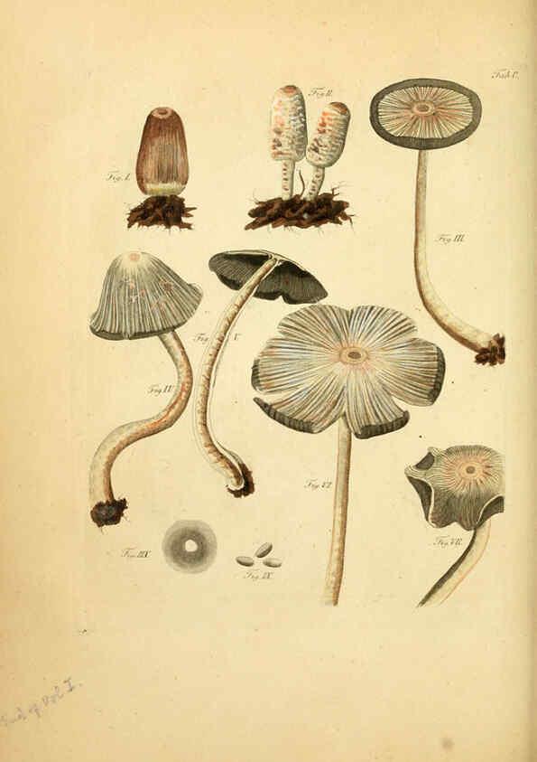 Reproducción/Reproduction 6256905831: Fungorum qui in Bavaria et Palatinatu circa Ratisbonam nascuntur icones, nativis coloribus expressae. v.1-2. Erlangae,Apud J.J. Palmium,1800