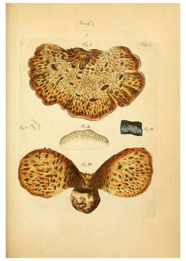 Reproducción/Reproduction 6256906095: Fungorum qui in Bavaria et Palatinatu circa Ratisbonam nascuntur icones, nativis coloribus expressae. v.1-2. Erlangae,Apud J.J. Palmium,1800