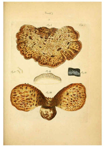 Reproducción/Reproduction 6256906095: Fungorum qui in Bavaria et Palatinatu circa Ratisbonam nascuntur icones, nativis coloribus expressae. v.1-2. Erlangae,Apud J.J. Palmium,1800
