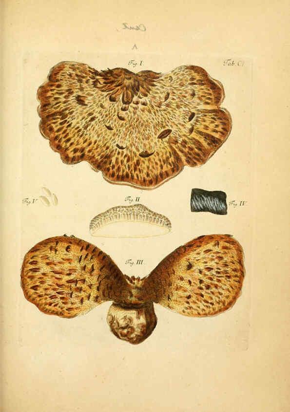 Reproducción/Reproduction 6256906095: Fungorum qui in Bavaria et Palatinatu circa Ratisbonam nascuntur icones, nativis coloribus expressae. v.1-2. Erlangae,Apud J.J. Palmium,1800