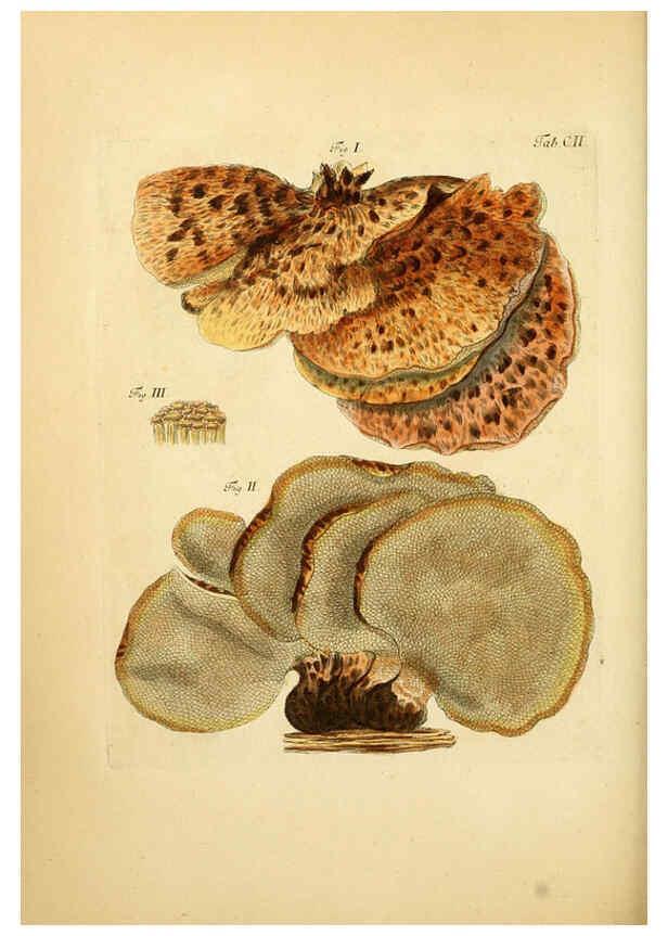 Reproducción/Reproduction 6256906311: Fungorum qui in Bavaria et Palatinatu circa Ratisbonam nascuntur icones, nativis coloribus expressae. v.1-2. Erlangae,Apud J.J. Palmium,1800