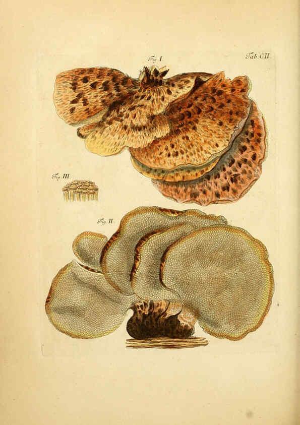 Reproducción/Reproduction 6256906311: Fungorum qui in Bavaria et Palatinatu circa Ratisbonam nascuntur icones, nativis coloribus expressae. v.1-2. Erlangae,Apud J.J. Palmium,1800