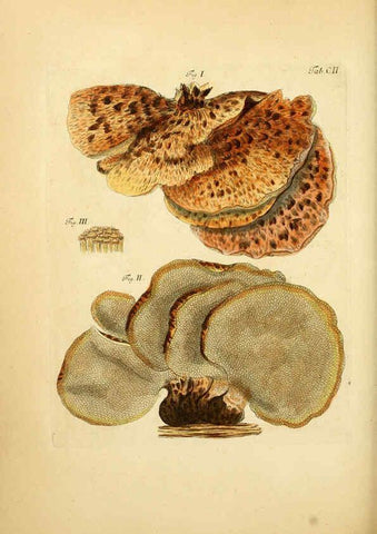 Reproducción/Reproduction 6256906311: Fungorum qui in Bavaria et Palatinatu circa Ratisbonam nascuntur icones, nativis coloribus expressae. v.1-2. Erlangae,Apud J.J. Palmium,1800