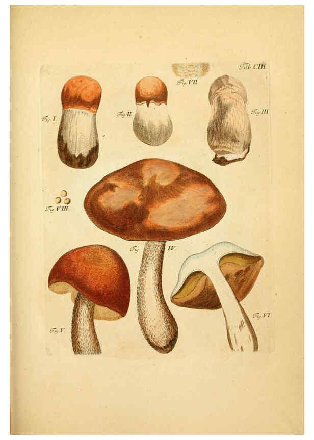 Reproducción/Reproduction 6257436528: Fungorum qui in Bavaria et Palatinatu circa Ratisbonam nascuntur icones, nativis coloribus expressae. v.1-2. Erlangae,Apud J.J. Palmium,1800