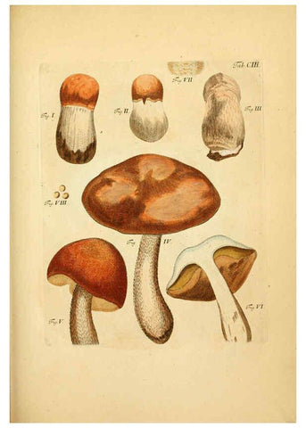 Reproducción/Reproduction 6257436528: Fungorum qui in Bavaria et Palatinatu circa Ratisbonam nascuntur icones, nativis coloribus expressae. v.1-2. Erlangae,Apud J.J. Palmium,1800