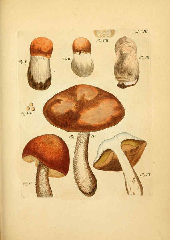 Reproducción/Reproduction 6257436528: Fungorum qui in Bavaria et Palatinatu circa Ratisbonam nascuntur icones, nativis coloribus expressae. v.1-2. Erlangae,Apud J.J. Palmium,1800